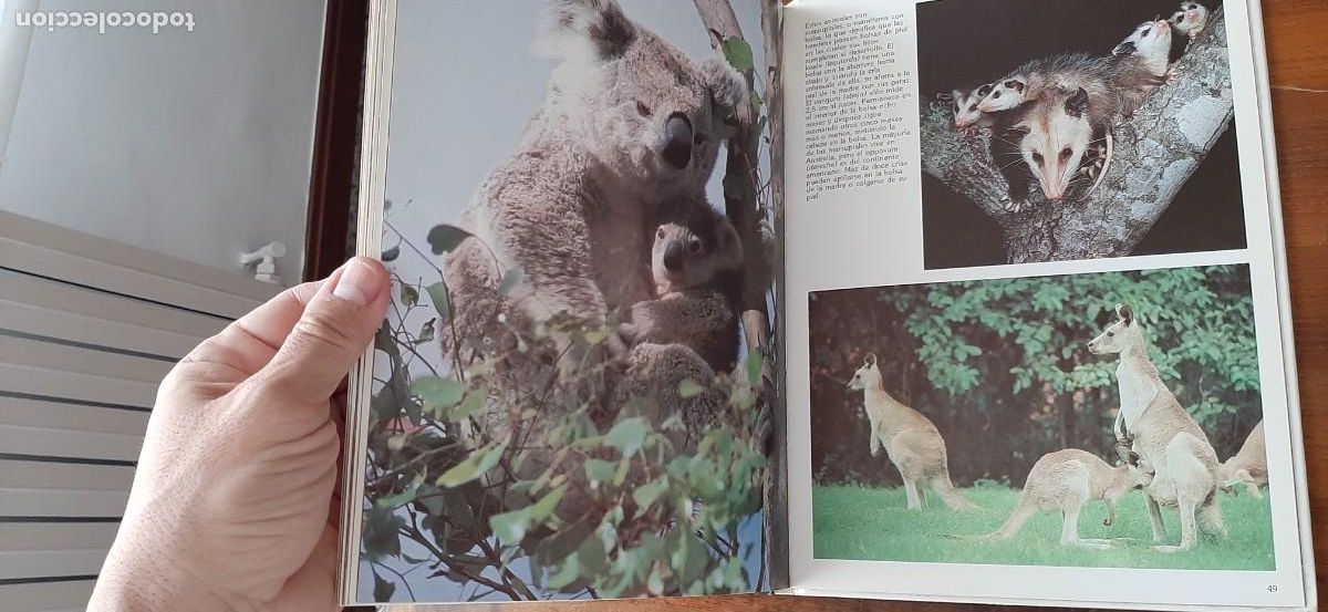 Libros: LAS CRIAS DE LOS ANIMALES. CLUB INTERNACIONAL DEL LIBRO - Foto 7