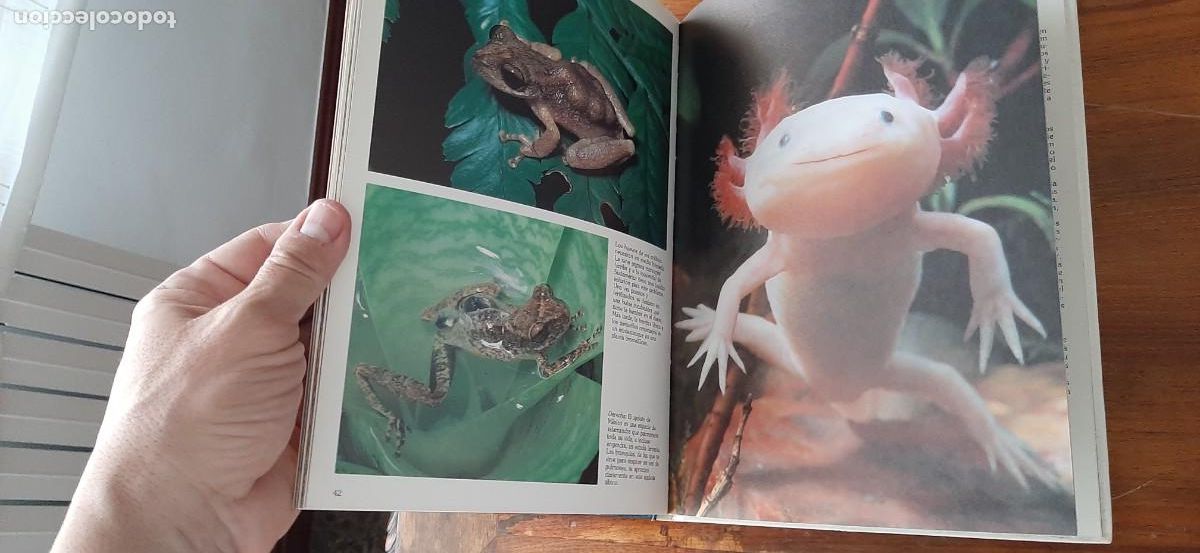 Libros: LAS CRIAS DE LOS ANIMALES. CLUB INTERNACIONAL DEL LIBRO - Foto 8