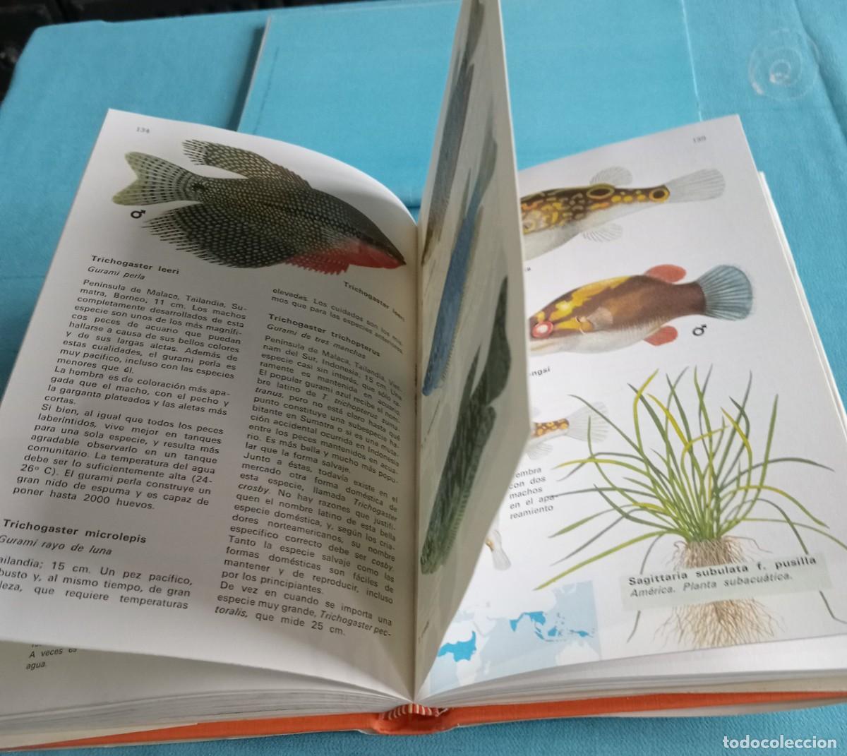 Libros: LOS PECES DE ACUARIO, IDENTIFICACI&Oacute;N, CUIDADO Y CRIA - Foto 4