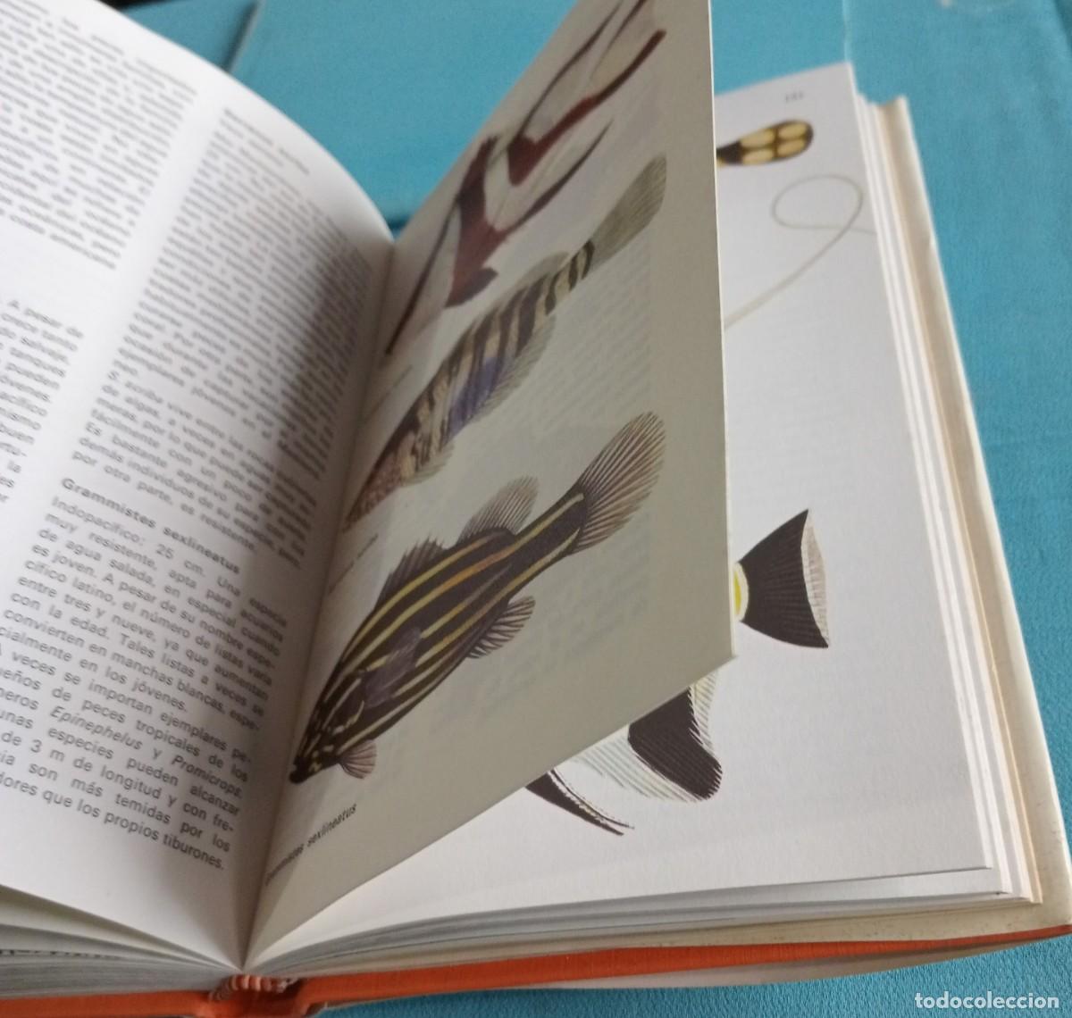 Libros: LOS PECES DE ACUARIO, IDENTIFICACI&Oacute;N, CUIDADO Y CRIA - Foto 5