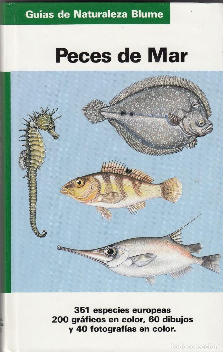 Libros: PECES DE MAR. BLUME. ACT - Foto 1