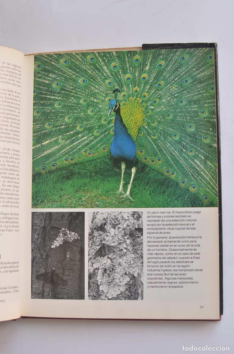 Libros: La nueva historia de Ad&aacute;n y Eva - HAAF, G&uuml;nter - Foto 6