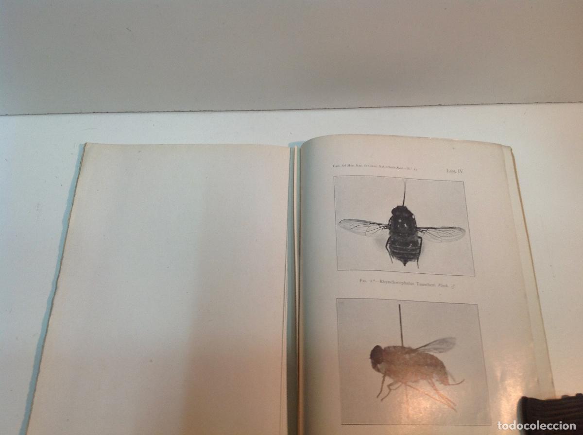 Libros: DIPTEROS DE ESPA&Ntilde;A ARIAS J 1913 - Foto 3