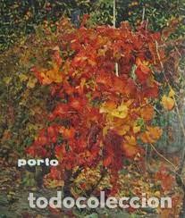 Libros: Porto. Anne Gauzes. Dante Vacchi. - Foto 1