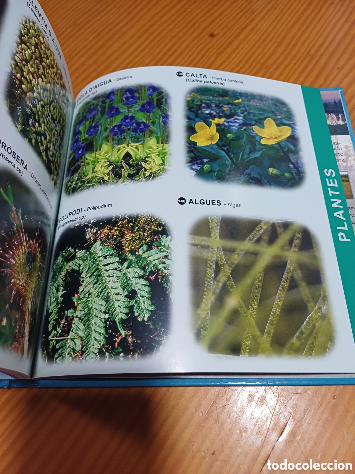 Libros: Fauna de les zones humides de Ponent - Foto 4