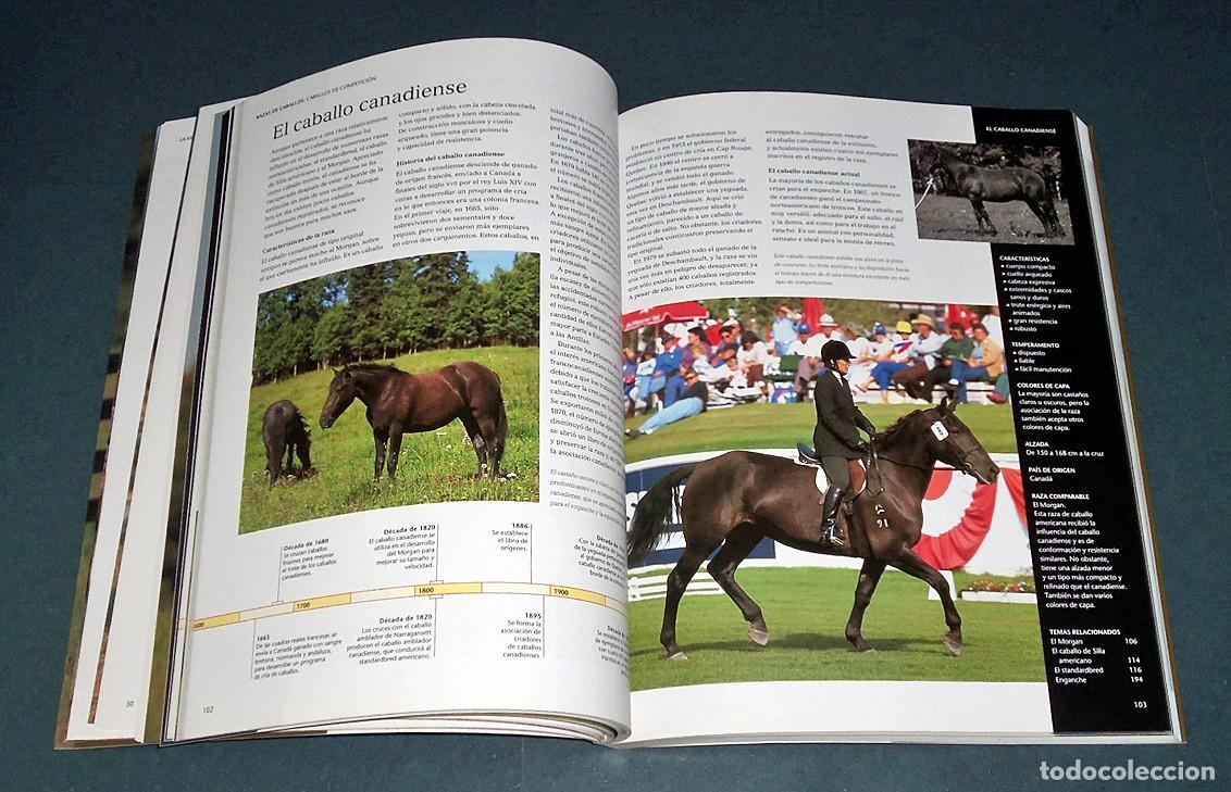 Libros: Libro &rdquo;LA VIDA DE LOS CABALLOS&rdquo;, de Jane Holderness-Roddam - Foto 6