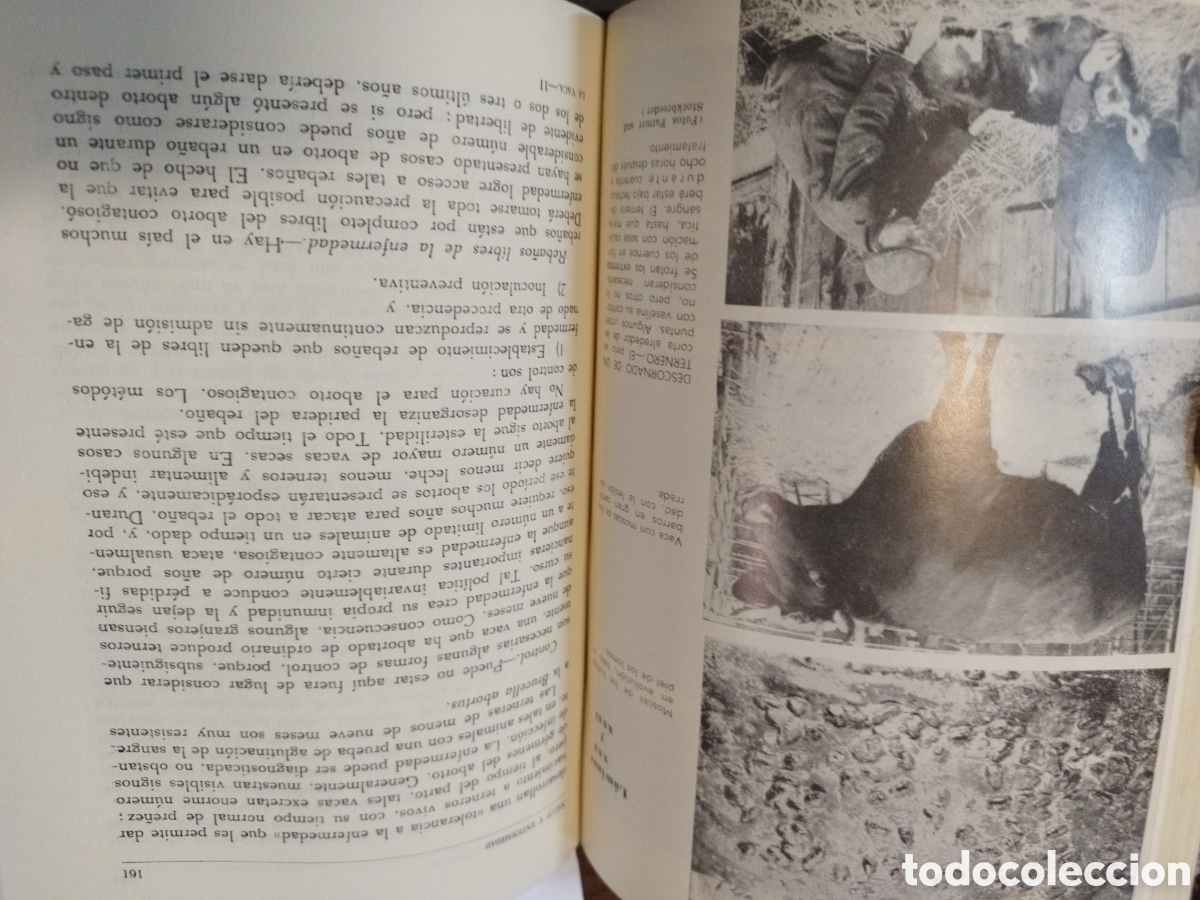 Libros: LA VACA, GRANJAS LECHERAS - FISHWICK,W.C.y SANCHEZ SAENZ,E. - Foto 7