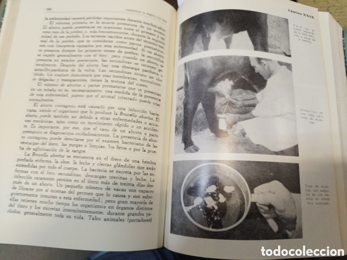 Libros: LA VACA, GRANJAS LECHERAS - FISHWICK,W.C.y SANCHEZ SAENZ,E. - Foto 8