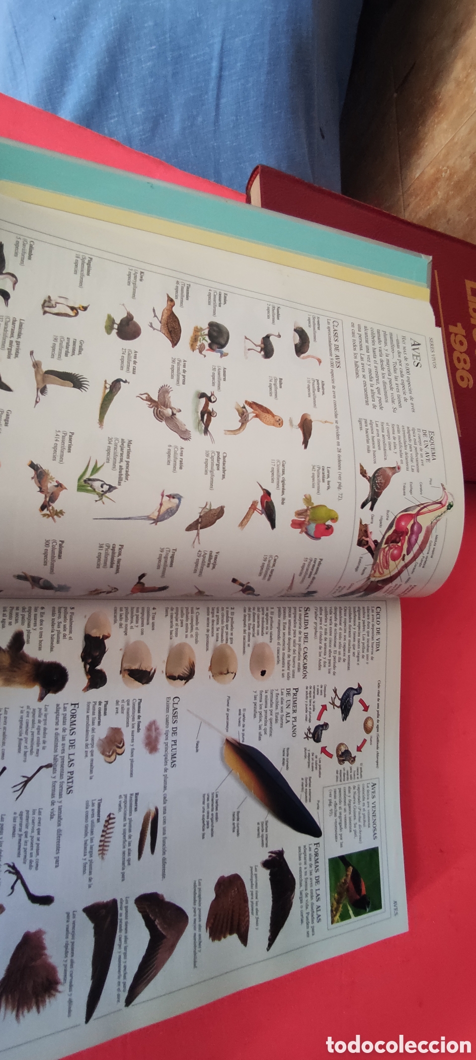 Libros: EL GRAN LIBRO DE CONSULTA , EL PAIS - Foto 9