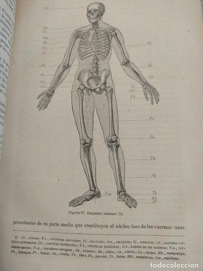Libros: ELEMENTOS DE ZOOLOG&Iacute;A. 1874. - LAUREANO P&Eacute;REZ ARCAS. TDK264 - Foto 3