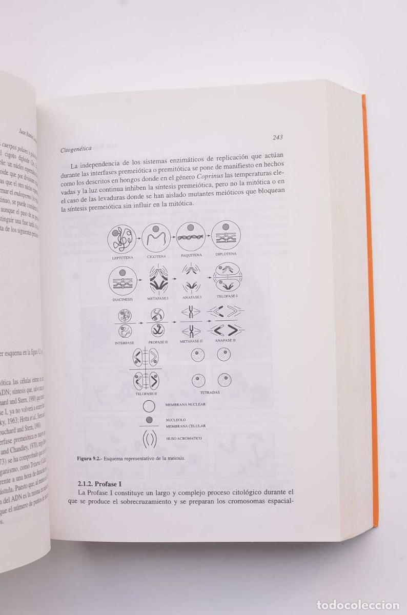 Libros: Citogen&eacute;tica - LACEDENA, Juan Ram&oacute;n - Foto 3