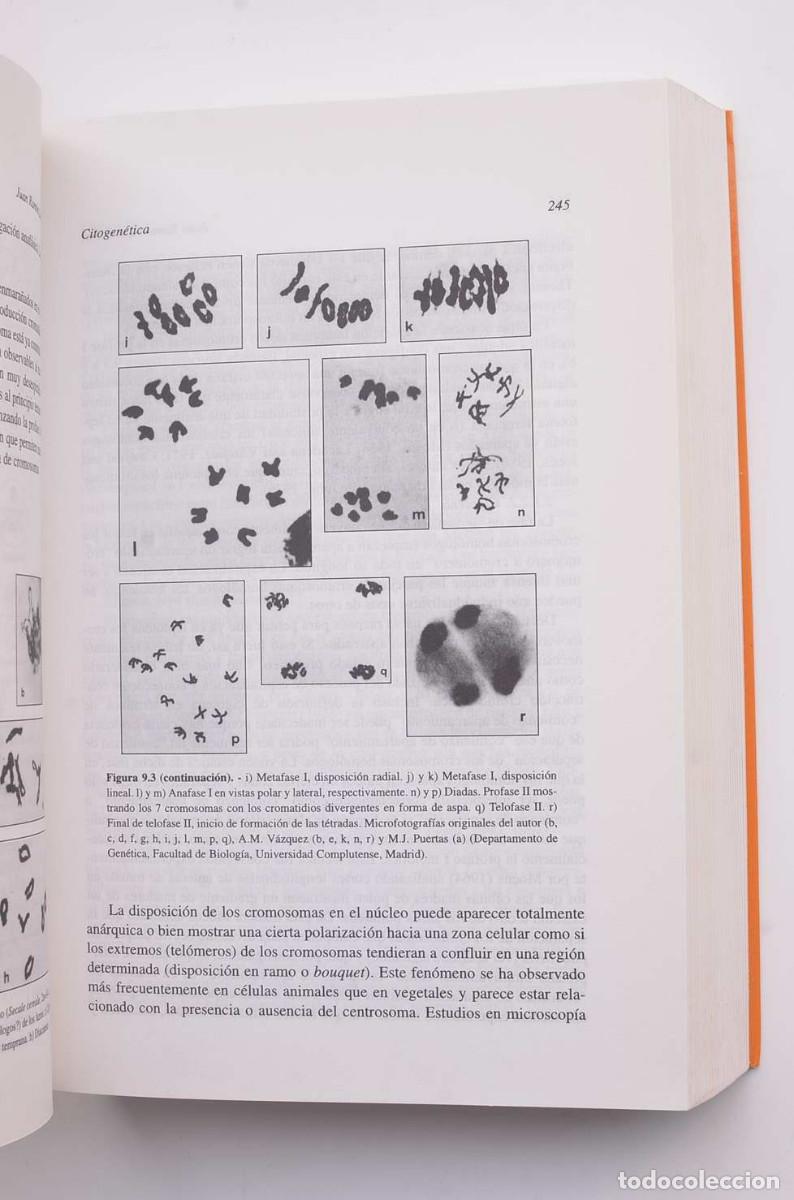 Libros: Citogen&eacute;tica - LACEDENA, Juan Ram&oacute;n - Foto 4