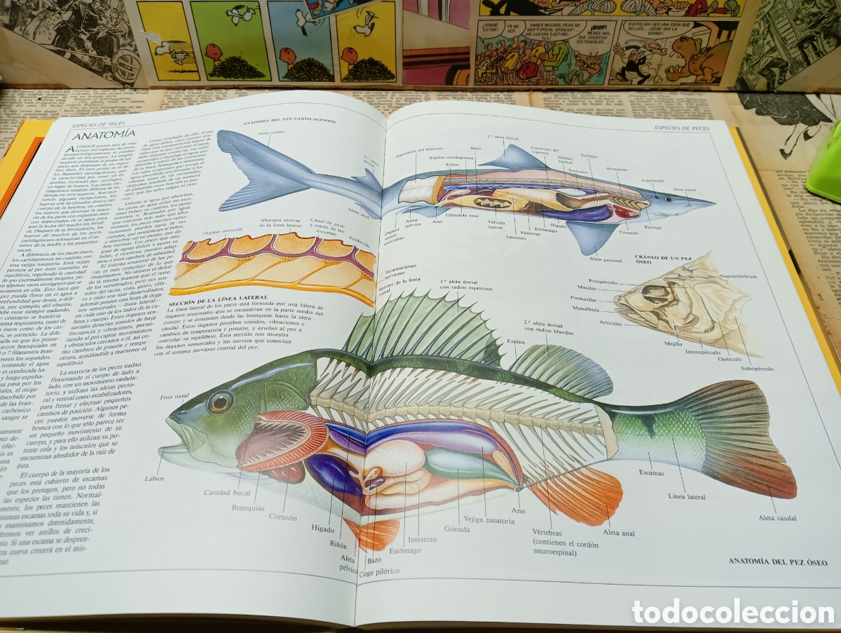 Libros: Guia completa de la pesca . Susaeta. - Foto 3