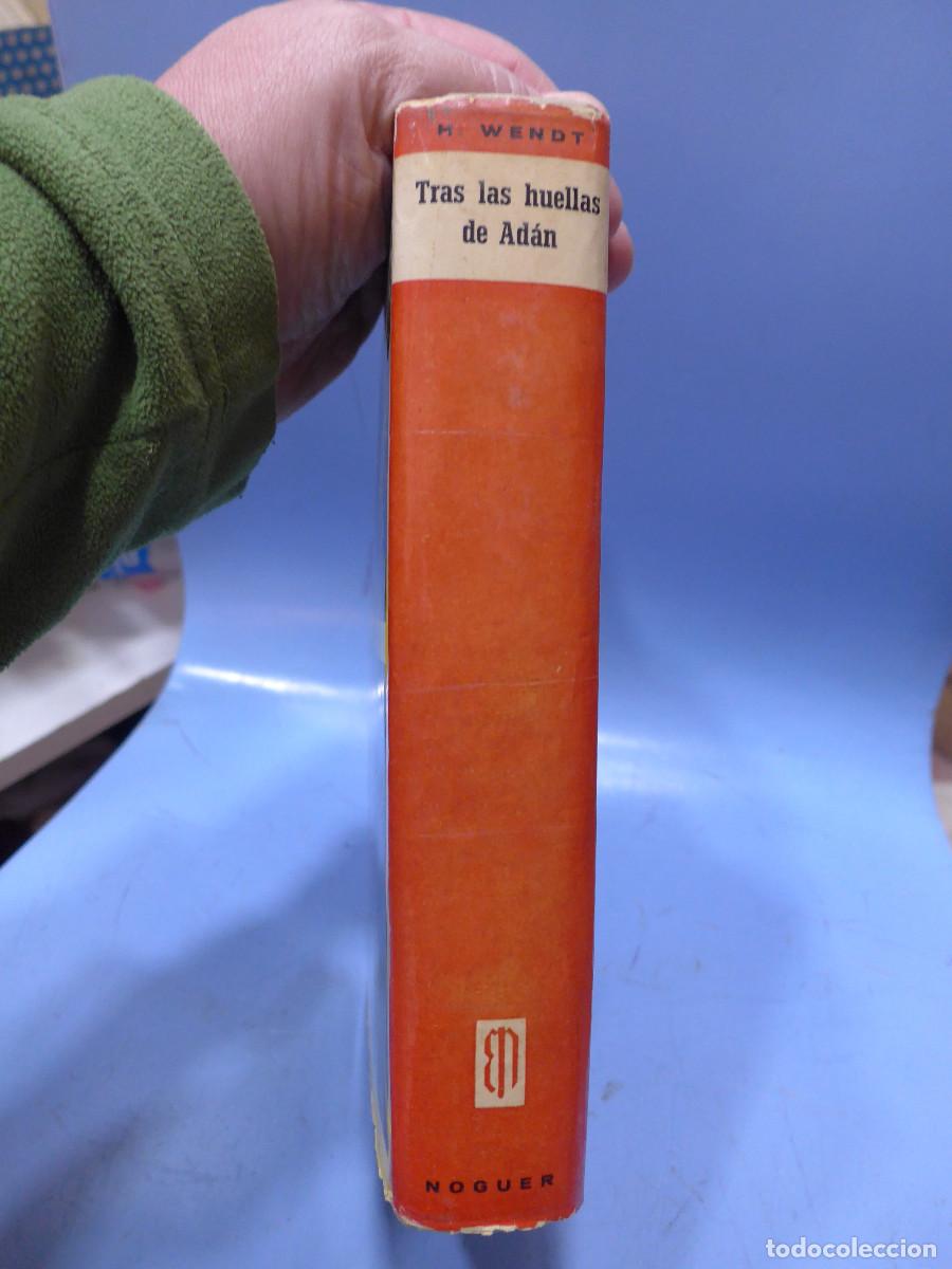Libros: TRAS LAS HUELLAS DE ADAN - HERBERT WENDT - EDITORIAL NOGUER - Foto 3