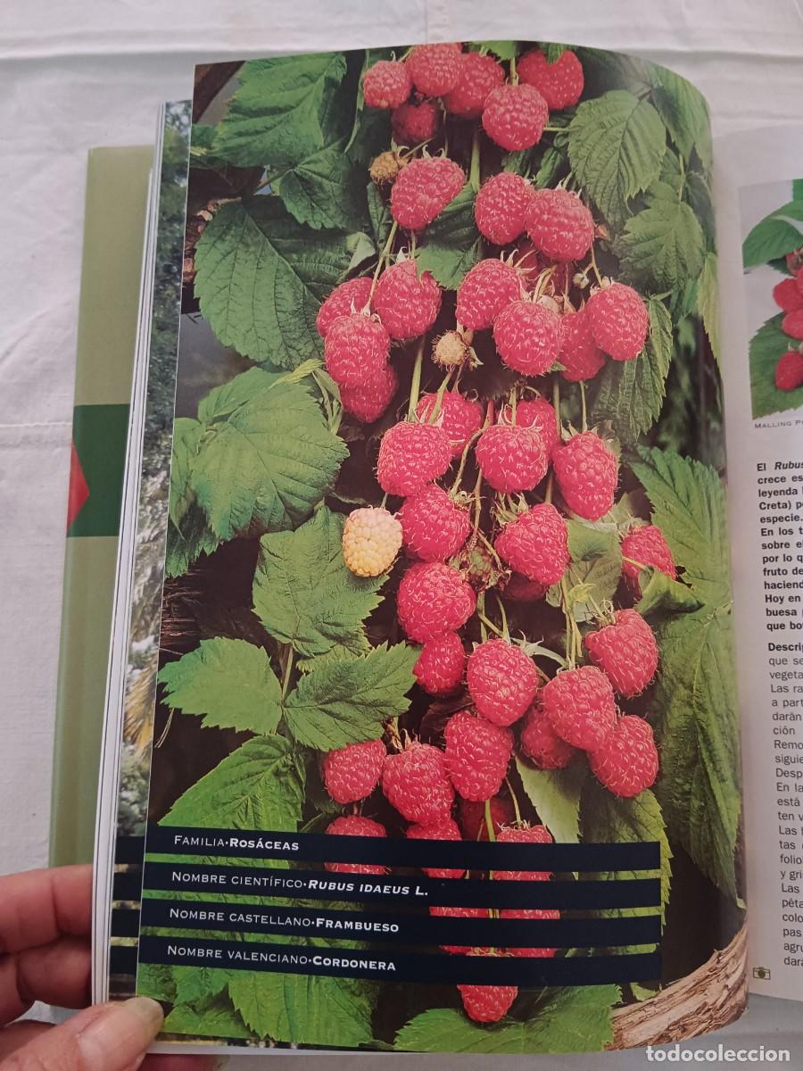 Libros: FRUTAS Y HORTALIZAS DE LA COMUNIDAD VALENCIANA - VV.AA. - Foto 3