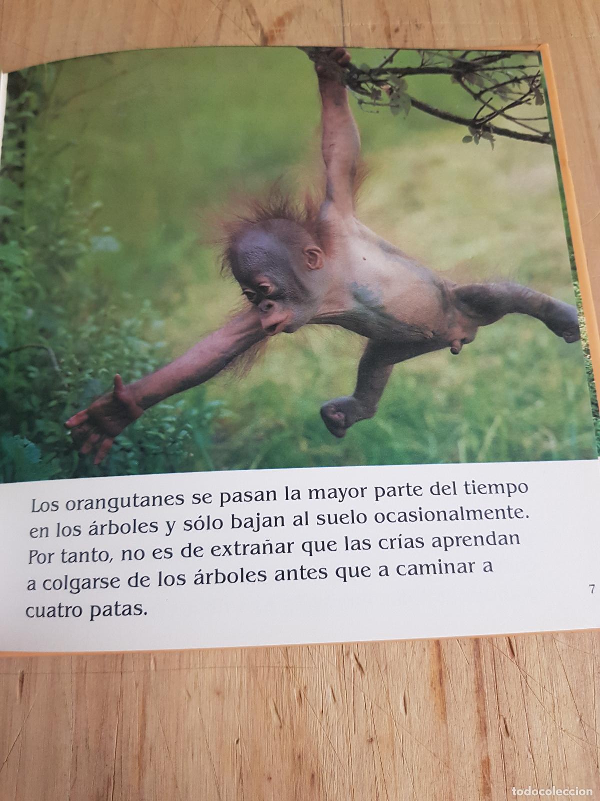 Libros: El orangut&aacute;n y el chimpanc&eacute;. N&ordm; 30 - -- - Foto 4