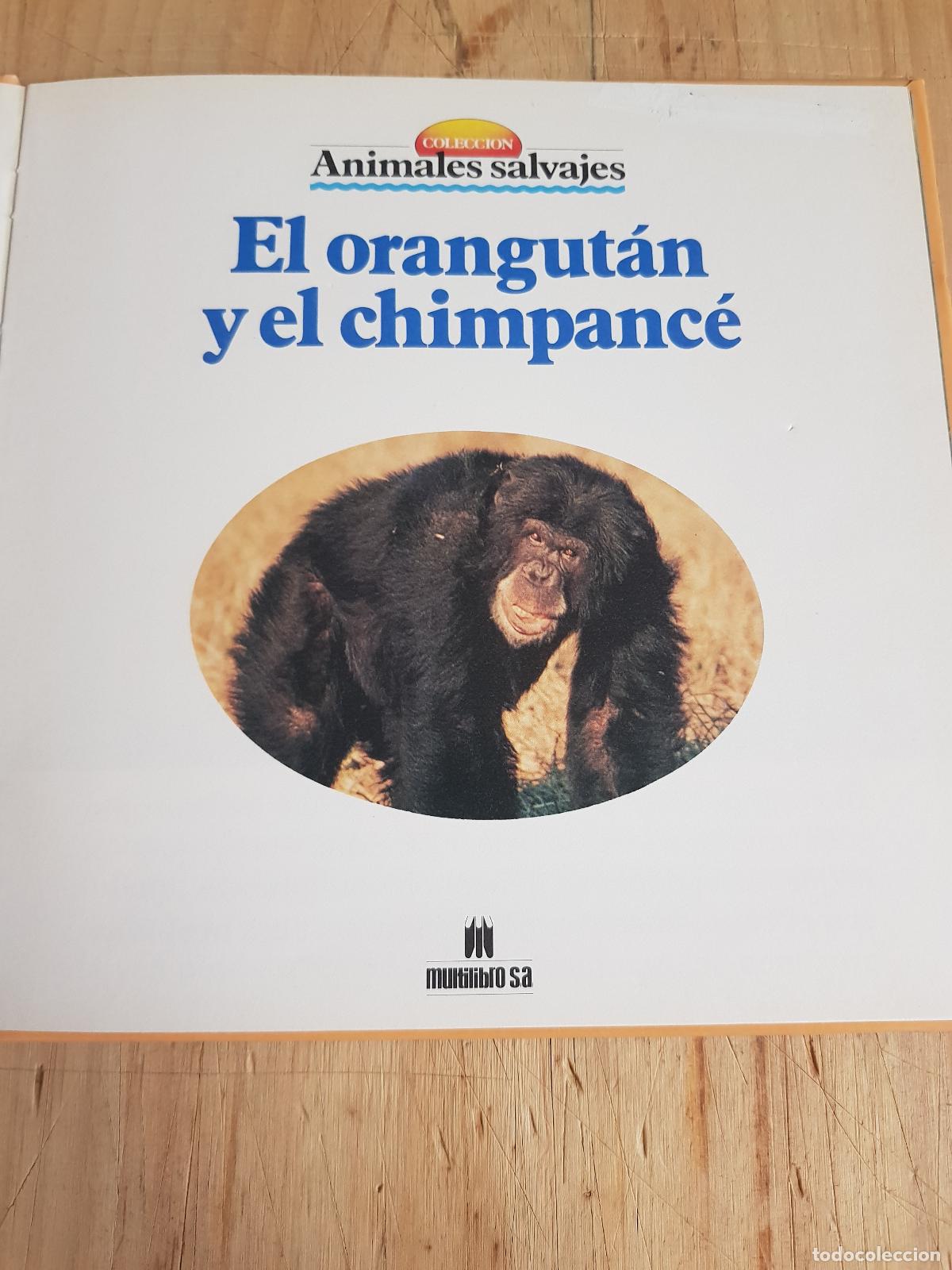 Libros: El orangut&aacute;n y el chimpanc&eacute;. N&ordm; 30 - -- - Foto 5