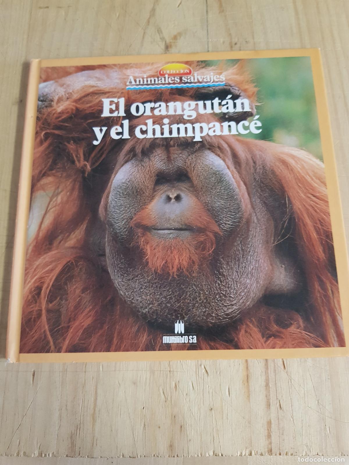 Libros: El orangut&aacute;n y el chimpanc&eacute;. N&ordm; 30 - -- - Foto 1