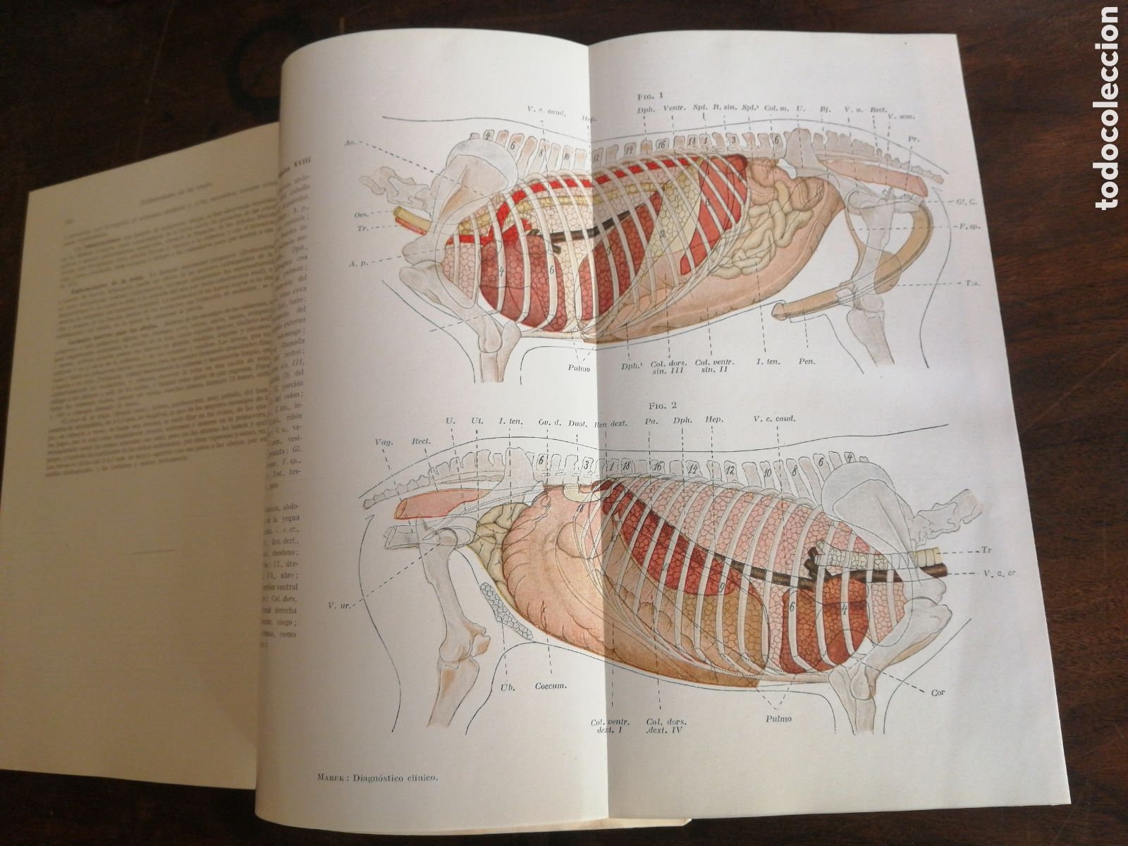 B&uuml;cher: Tratado de diagnostico clinico de las enfermedades internas de los animales domesticos. marek, dr.