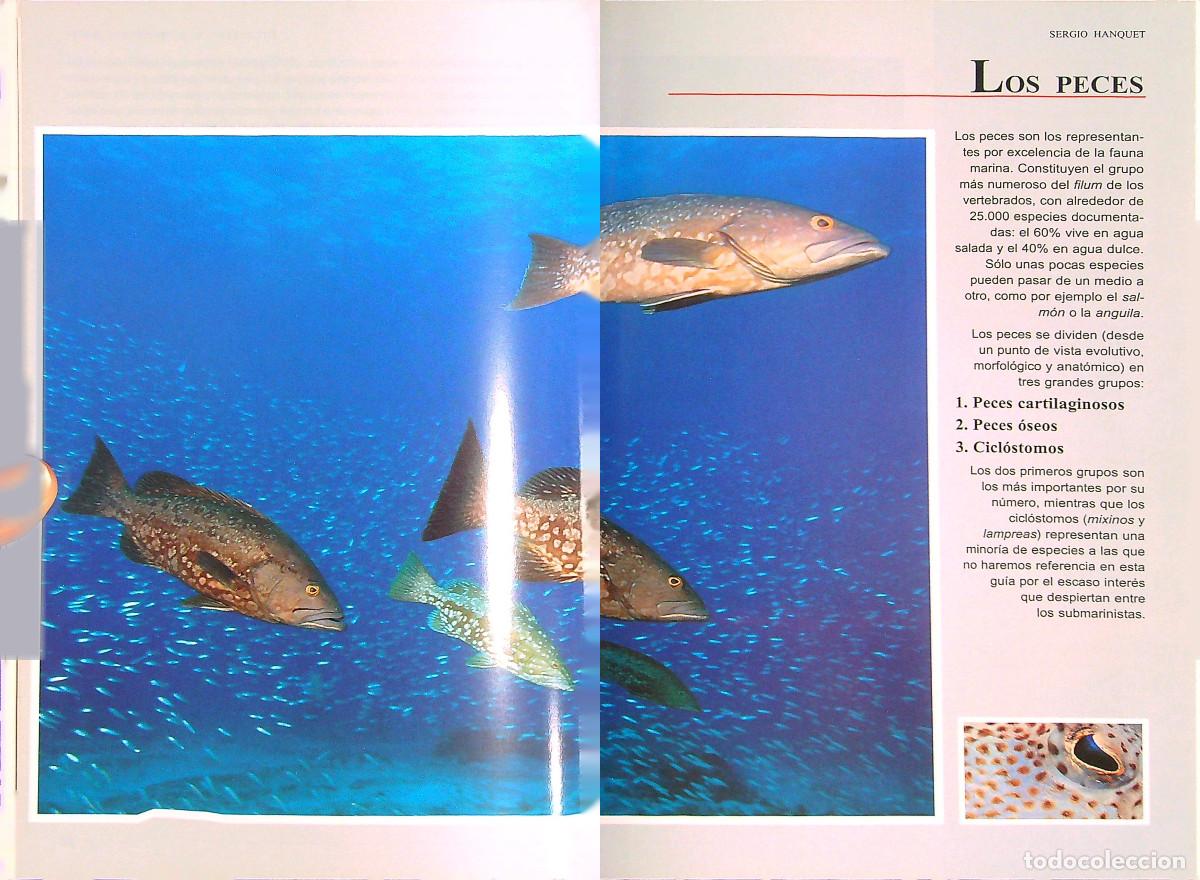 Libros: BUCEAR EN CANARIAS - SERGIO HANQUET - 2004 - TENERIFE - CANARIAS - Foto 3