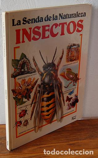 Libros: LA SENDA DE LA NATURALEZA. INSECTOS - RUTH THOMSON - Foto 1