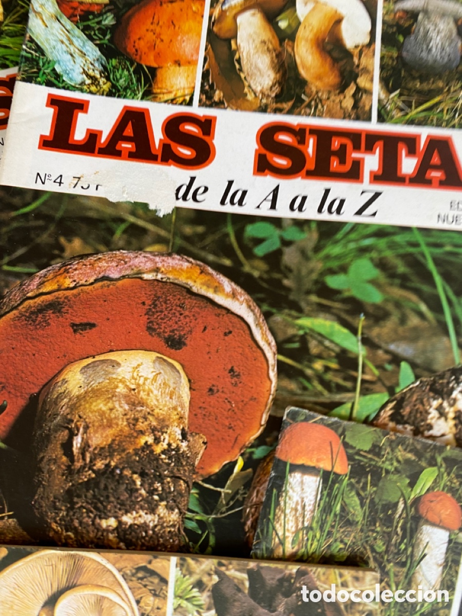 Libros: Coleccion fasc&iacute;culos setas - Foto 5