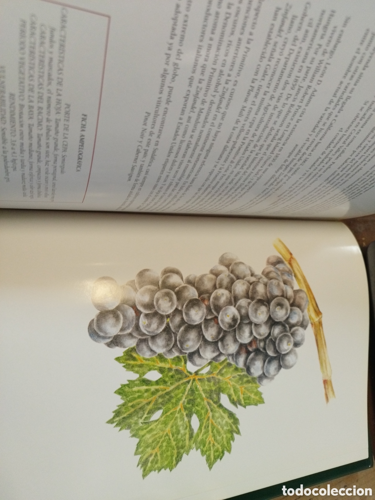 Libros: CEPAS DEL MUNDO - PE&Ntilde;IN,Jos&eacute; - Foto 6