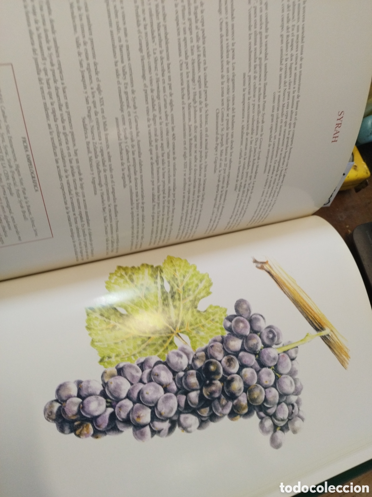Libros: CEPAS DEL MUNDO - PE&Ntilde;IN,Jos&eacute; - Foto 7