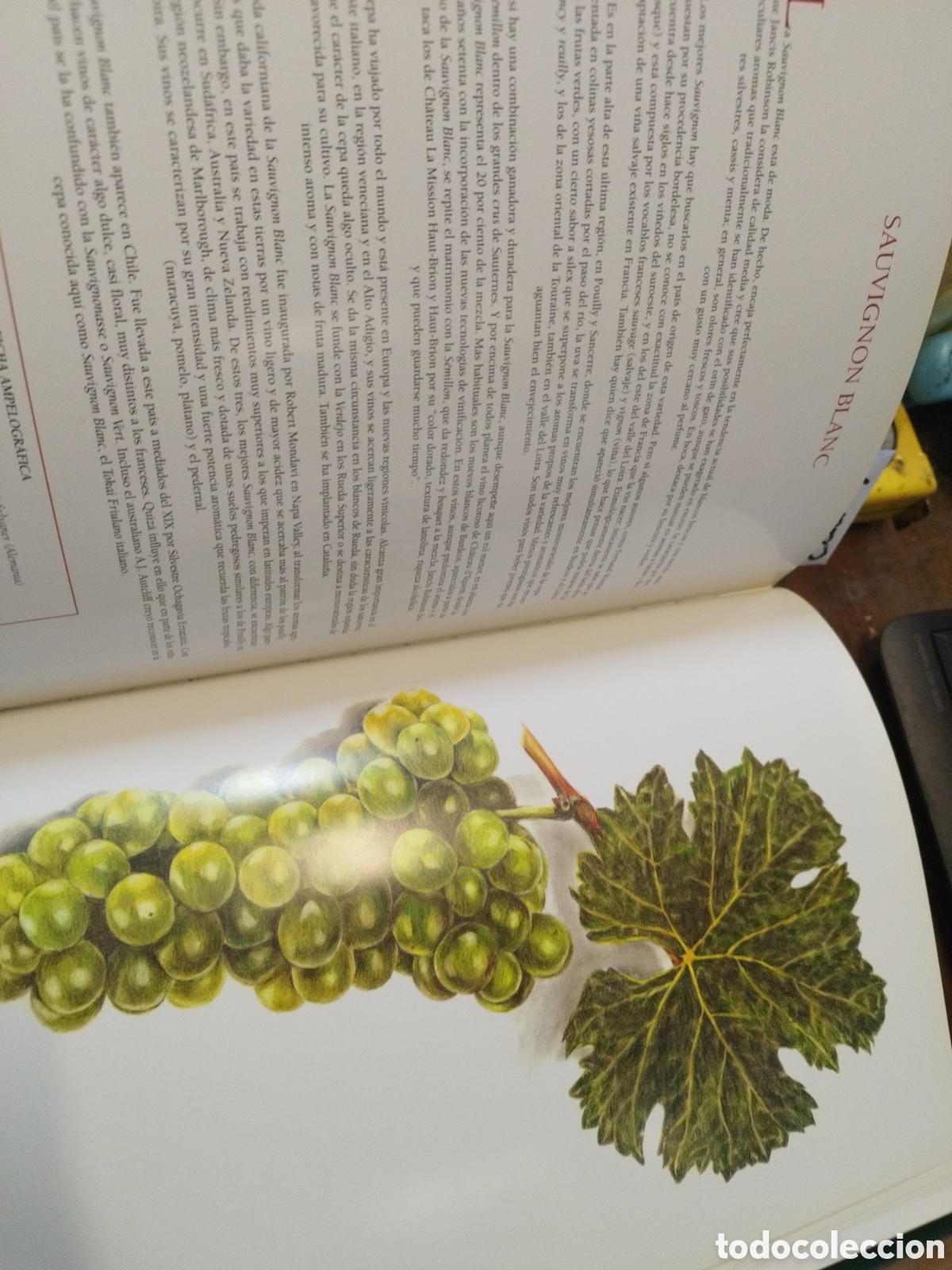 Libros: CEPAS DEL MUNDO - PE&Ntilde;IN,Jos&eacute; - Foto 8