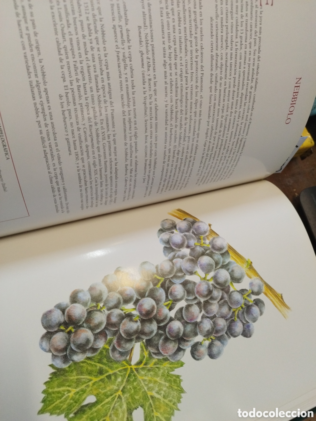 Libros: CEPAS DEL MUNDO - PE&Ntilde;IN,Jos&eacute; - Foto 9