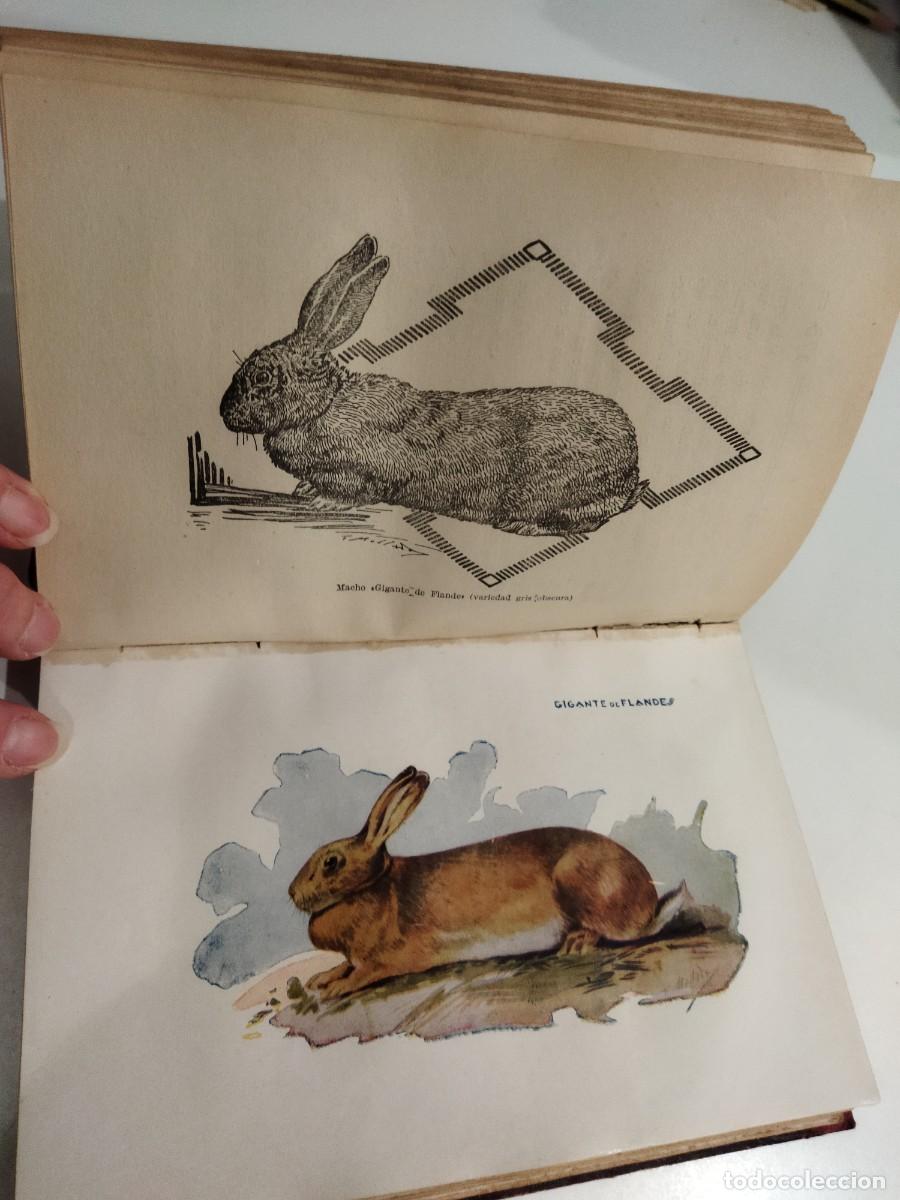 Libros: CONEJOS Y CONEJARES - CRESPO, RAMON J. - Foto 3