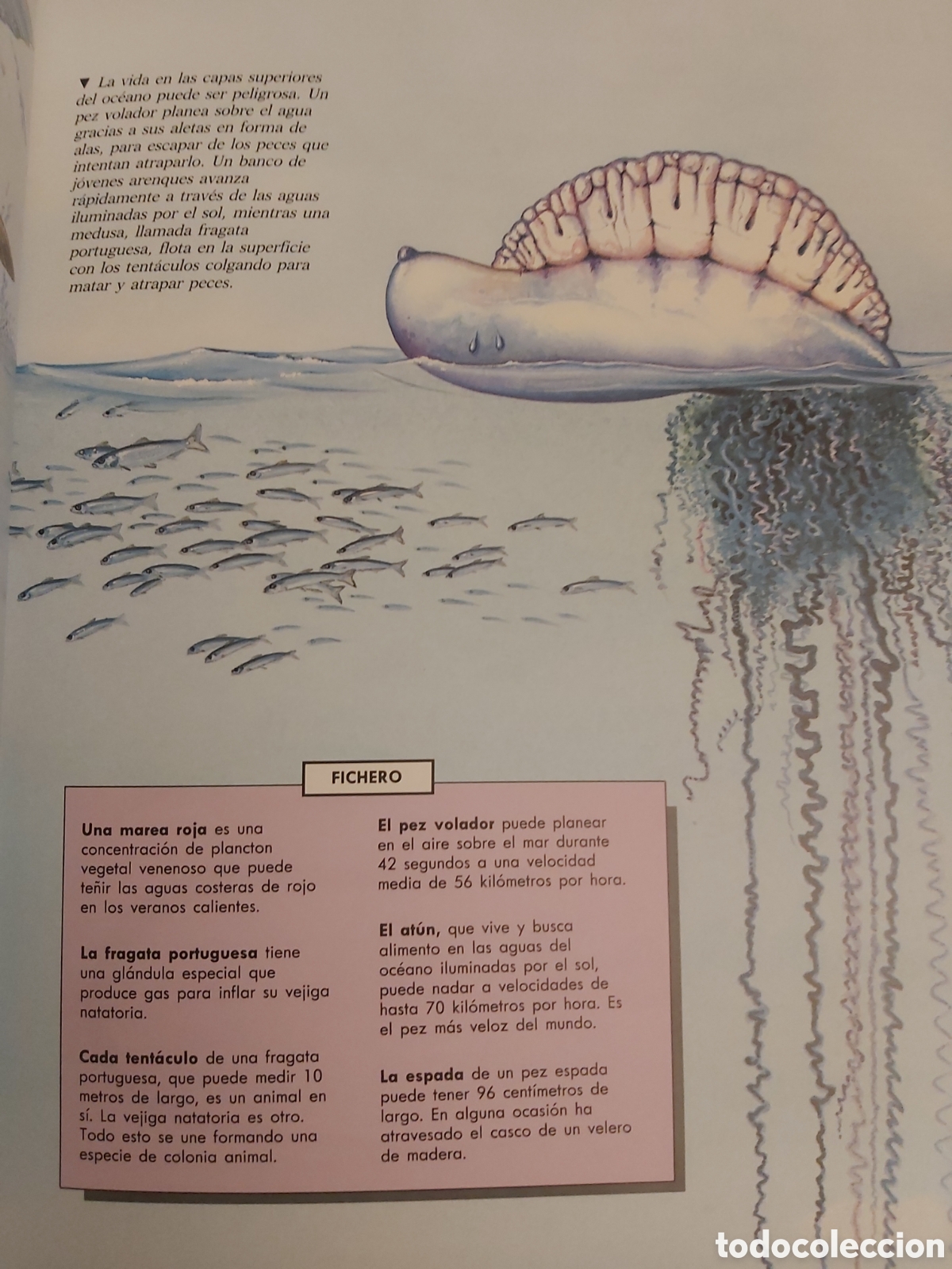 Libros: OCEANOS $ PHILIP WHITFIELD $ CELESTE EDICIONES $ 1992 - Foto 7