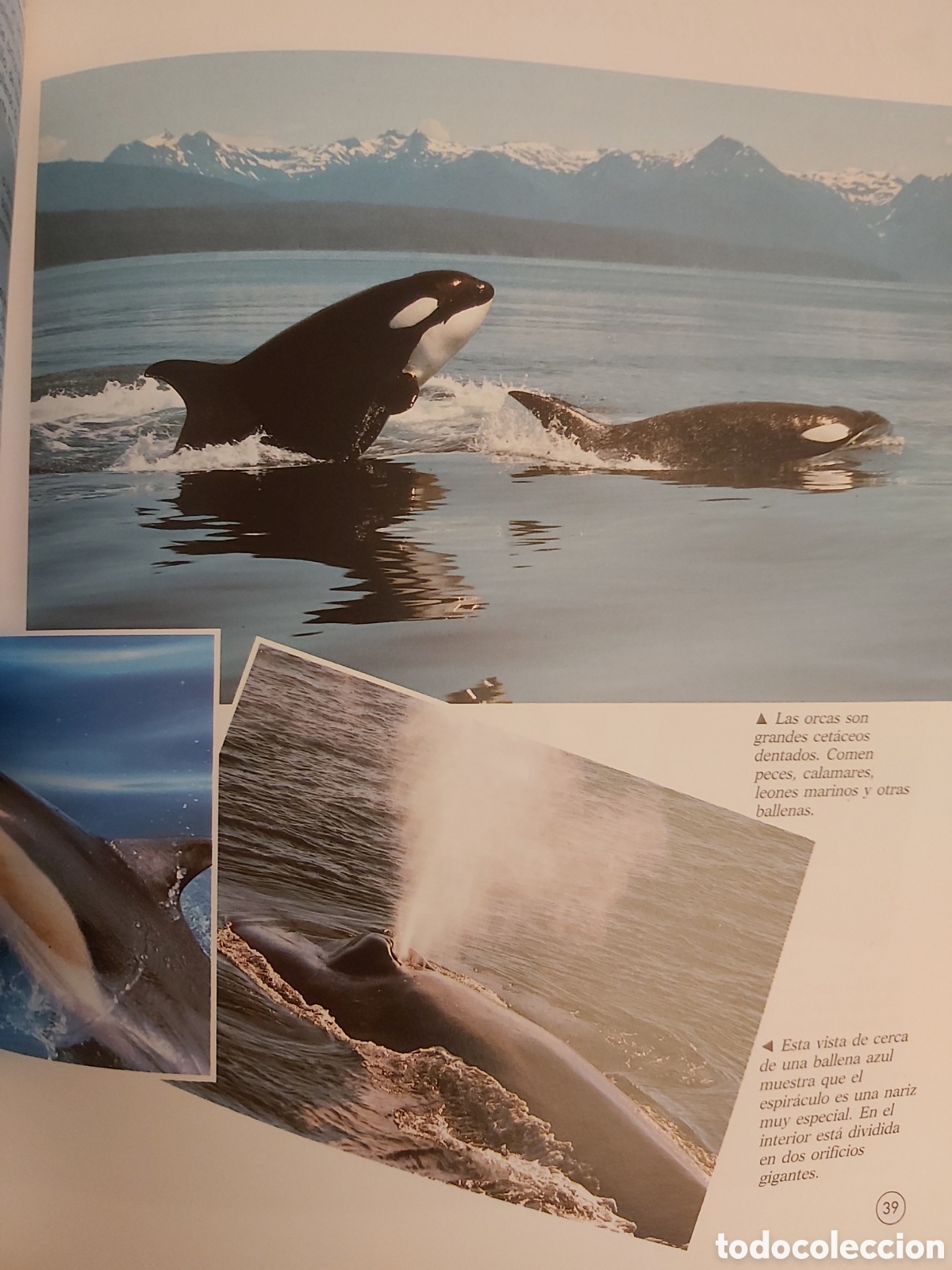 Libros: OCEANOS $ PHILIP WHITFIELD $ CELESTE EDICIONES $ 1992 - Foto 9