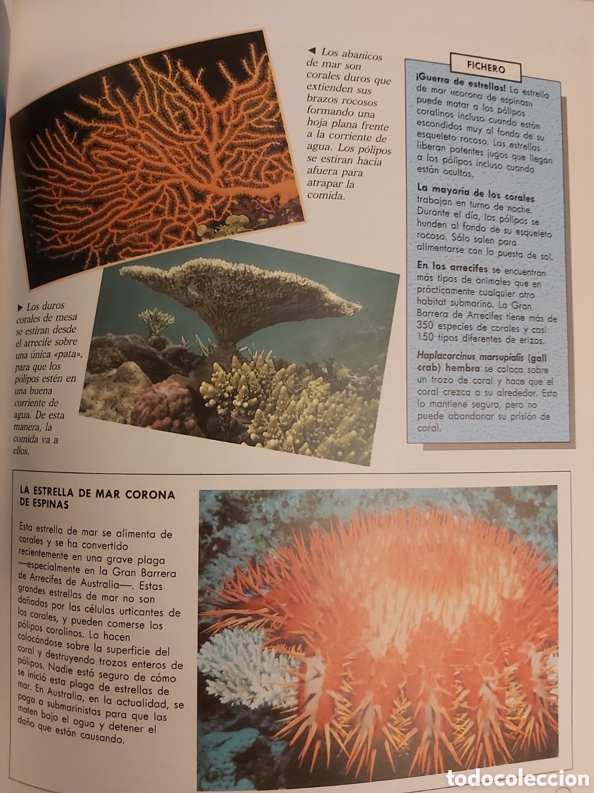 Libros: OCEANOS $ PHILIP WHITFIELD $ CELESTE EDICIONES $ 1992 - Foto 10