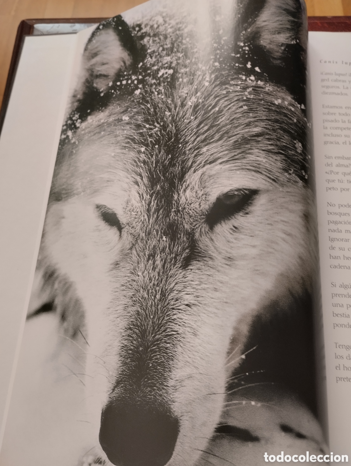 Libros: Lobos. Mitos y leyendas. Gerard lecomte y Bernard Dumort. - Foto 3