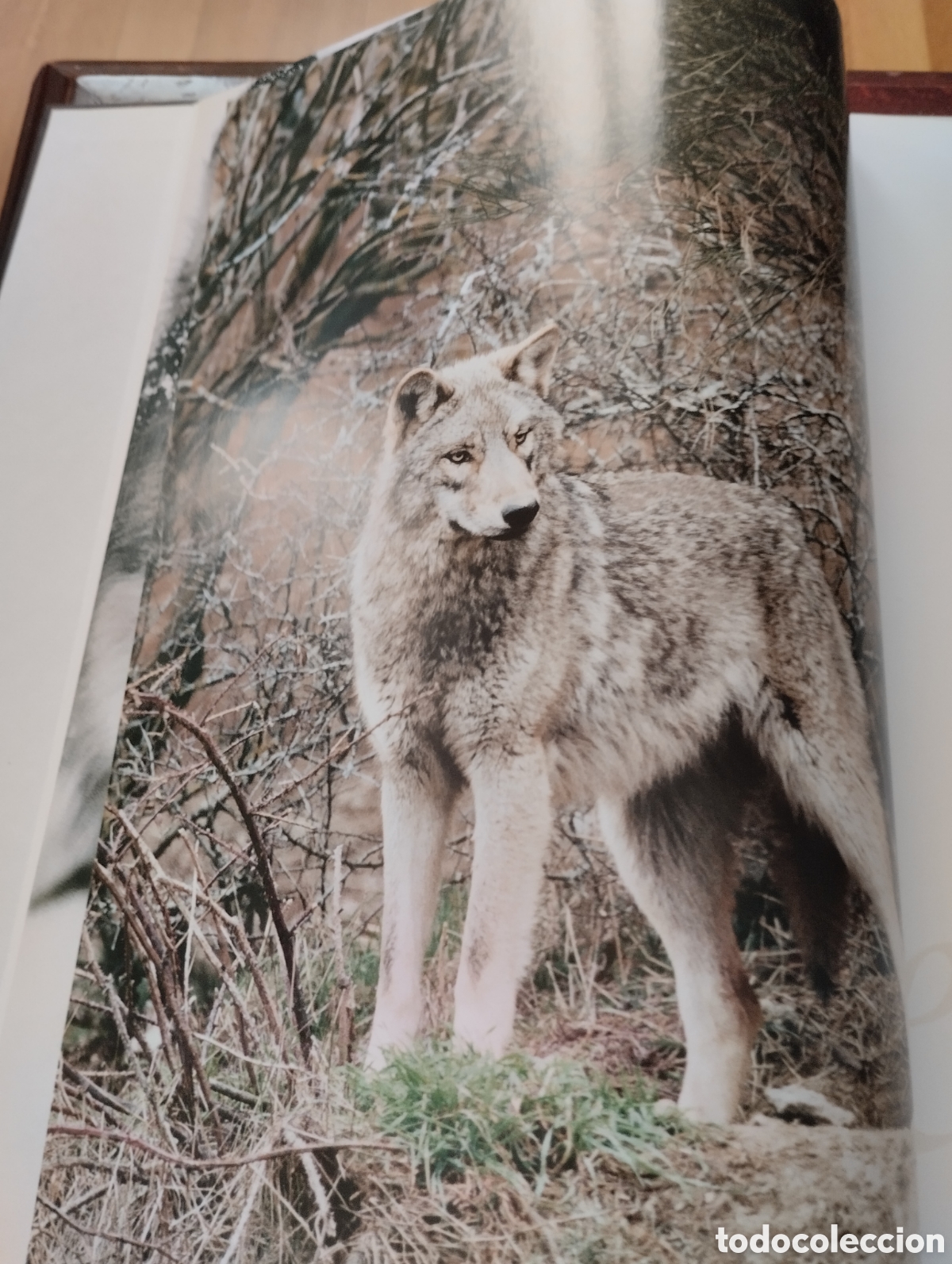 Libros: Lobos. Mitos y leyendas. Gerard lecomte y Bernard Dumort. - Foto 4