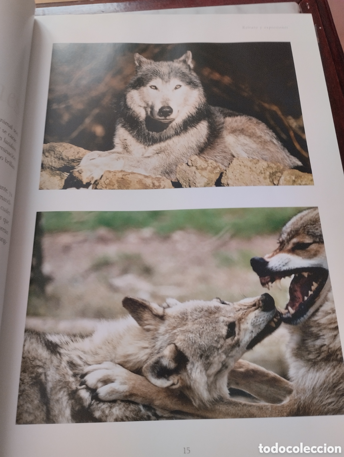 Libros: Lobos. Mitos y leyendas. Gerard lecomte y Bernard Dumort. - Foto 5