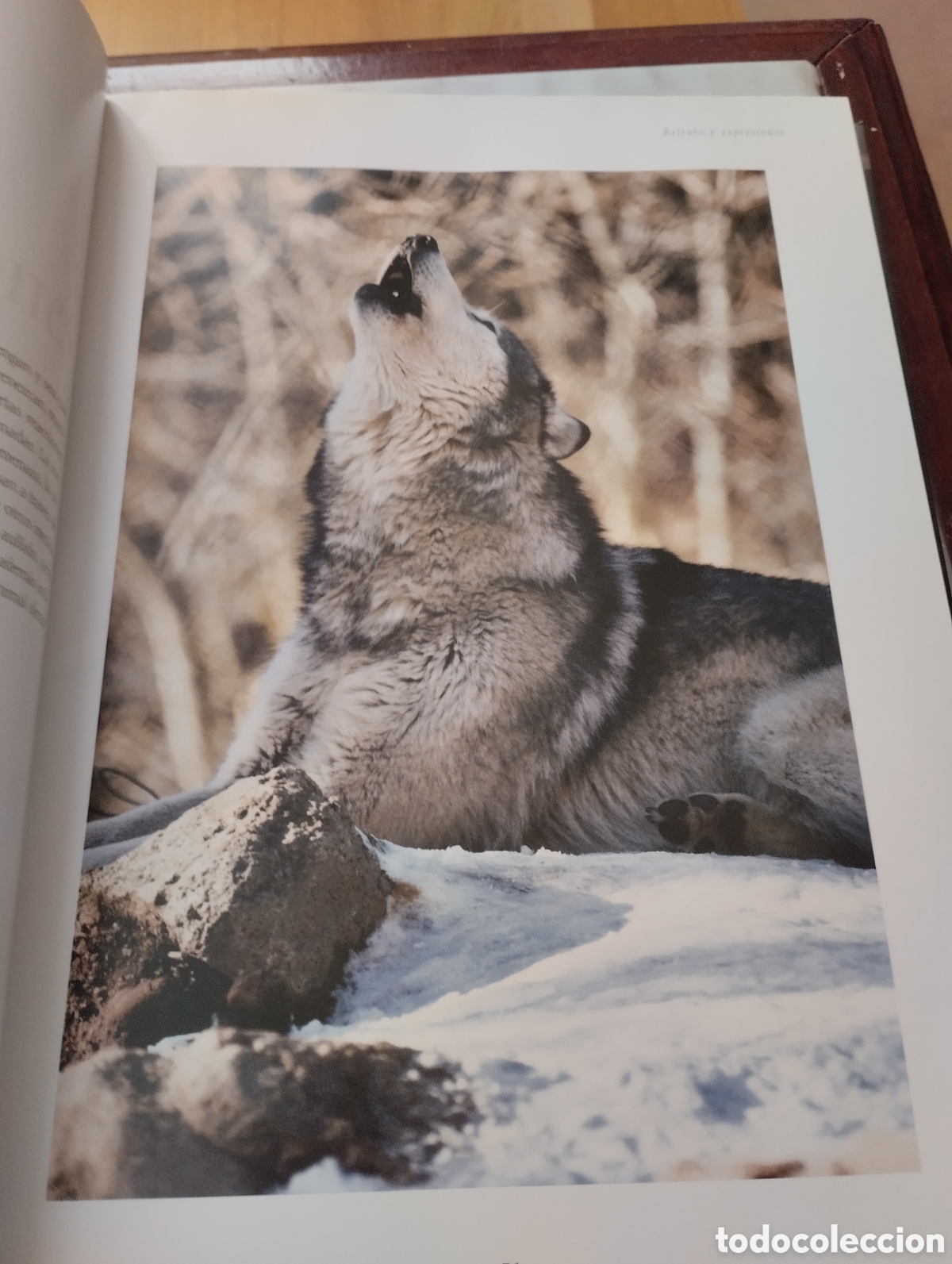 Libros: Lobos. Mitos y leyendas. Gerard lecomte y Bernard Dumort. - Foto 6
