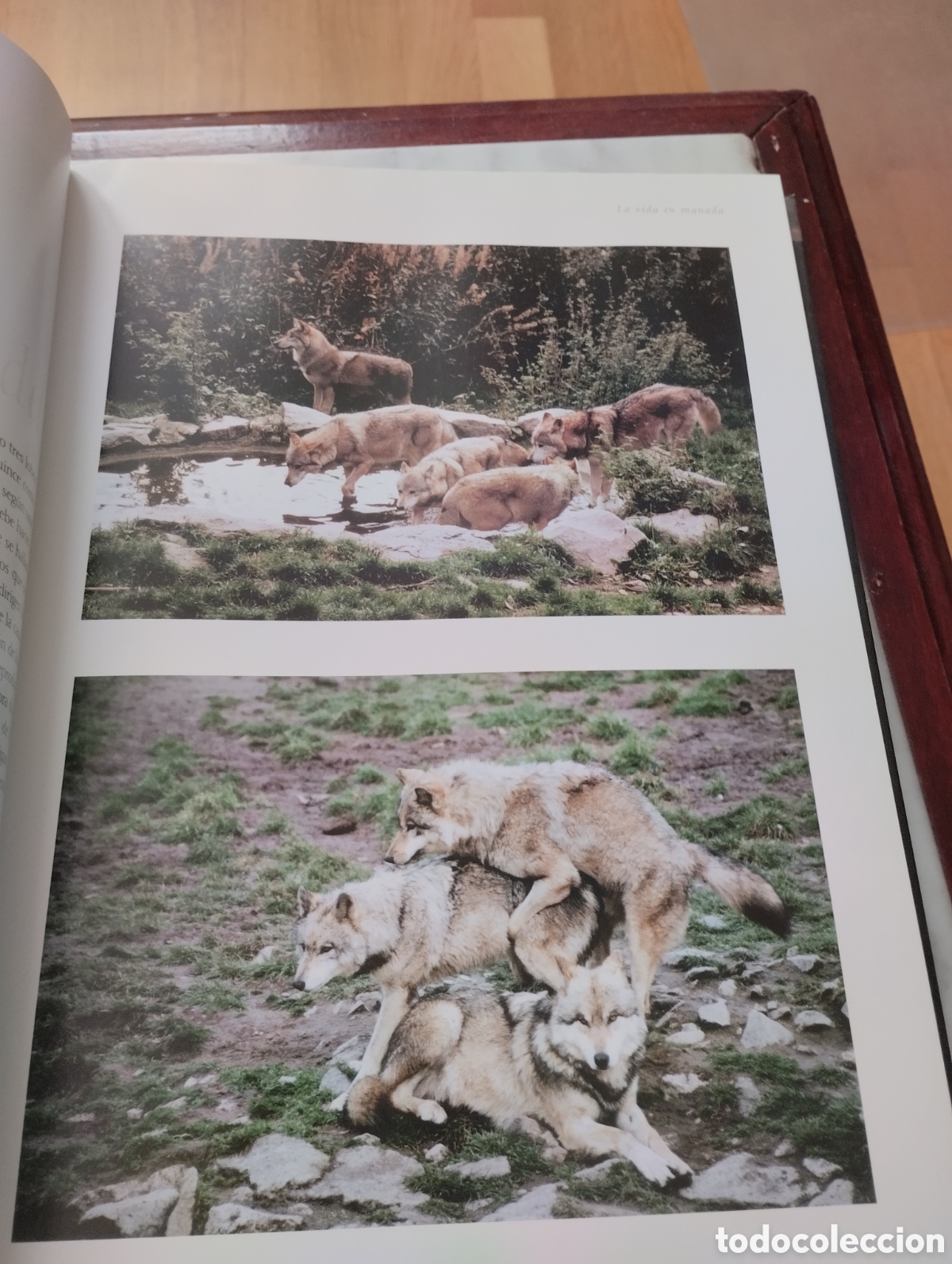 Libros: Lobos. Mitos y leyendas. Gerard lecomte y Bernard Dumort. - Foto 7