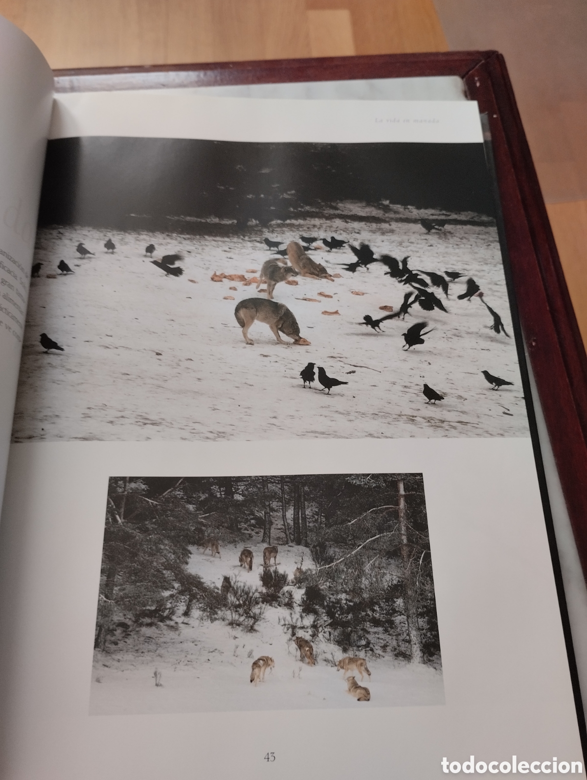 Libros: Lobos. Mitos y leyendas. Gerard lecomte y Bernard Dumort. - Foto 8