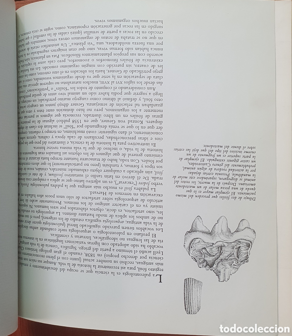 Libros: La Percepci&oacute;n � Labor - Irvin Rock - Foto 5