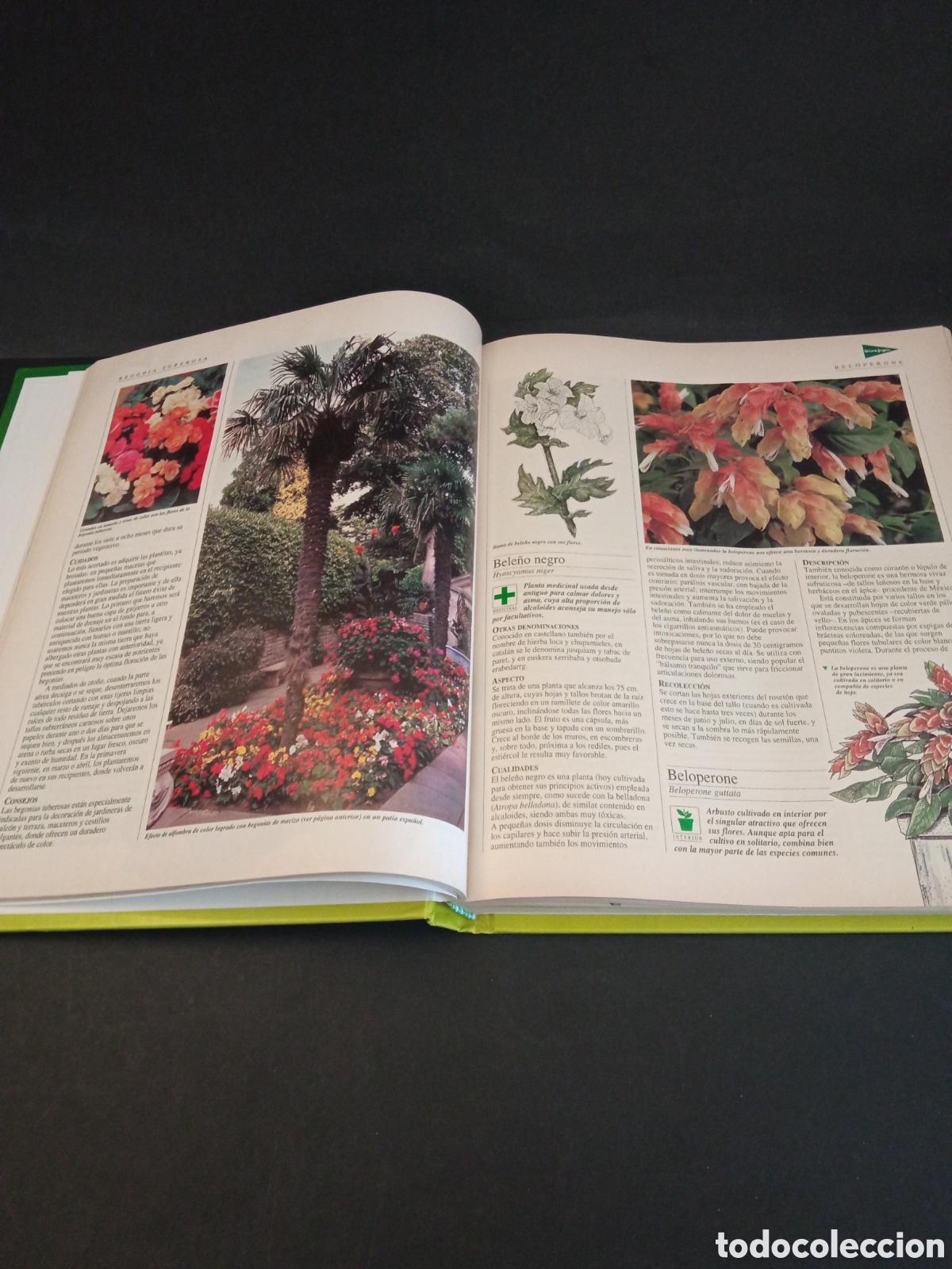 Libros: Libro Las plantas y los jardines - Foto 5