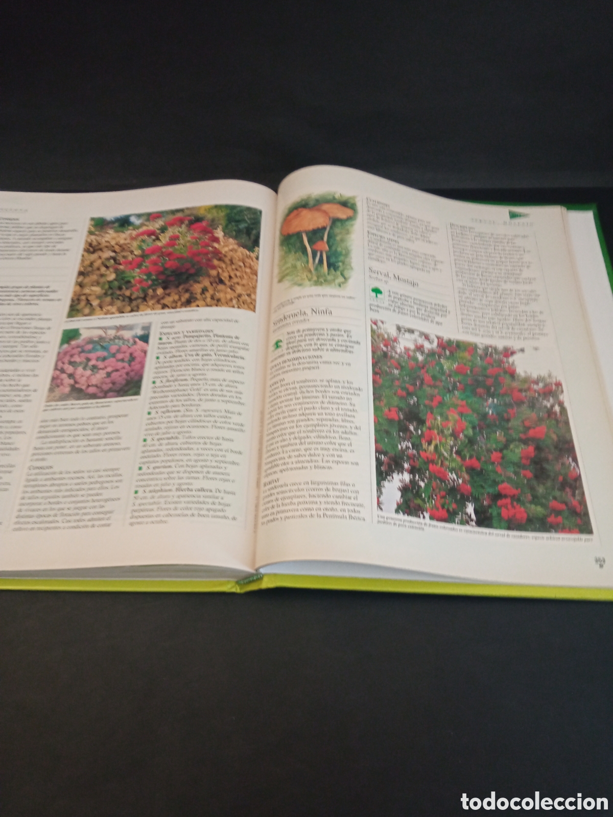 Libros: Libro Las plantas y los jardines - Foto 7