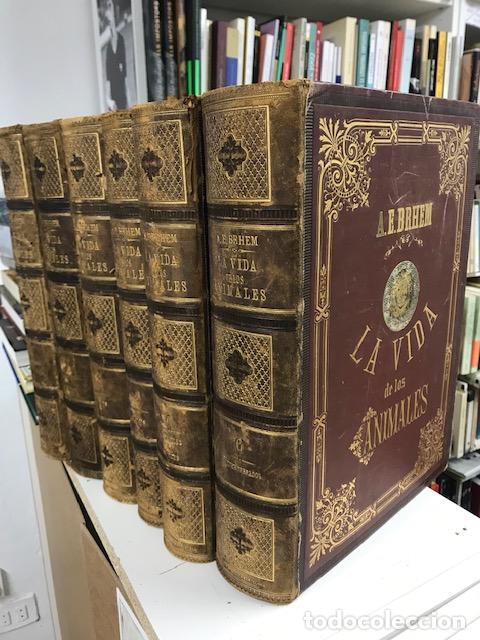 Libros: La vida de los animales. Obra completa, 6 vol&uacute;menes - A.E. Brehm - Foto 3