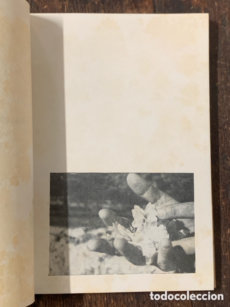 Libros: Mallorca En Gris, Jacinto Serra - PALMA DE MALLORCA 1962 - Foto 3