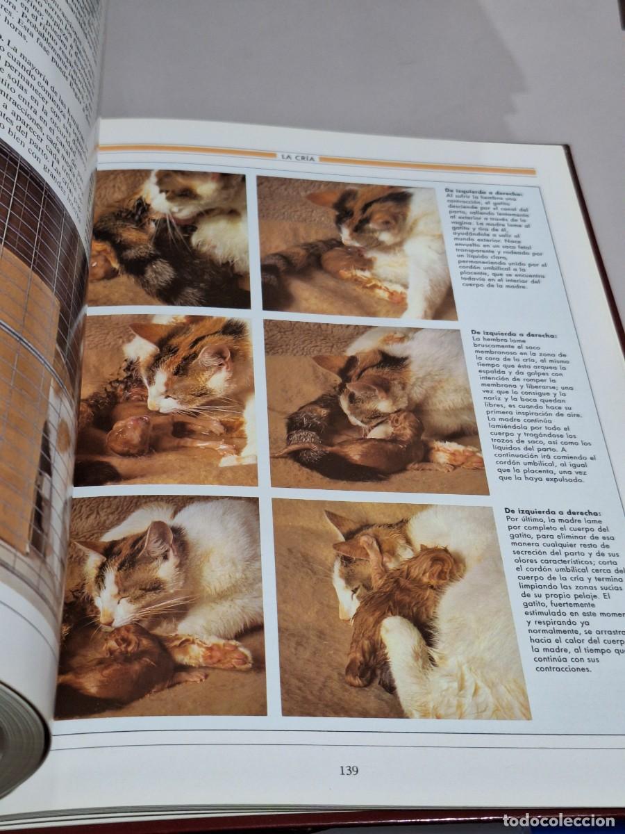 Libros: El gran libro del gato . Susaeta - Foto 5