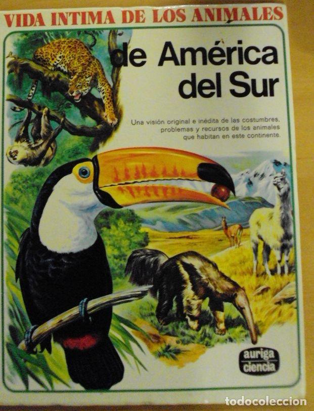 Libros: VIDA &Iacute;NTIMA DE LOS ANIMALES DE AM&Eacute;RICA DEL SUR - SIN AUTOR - Foto 1