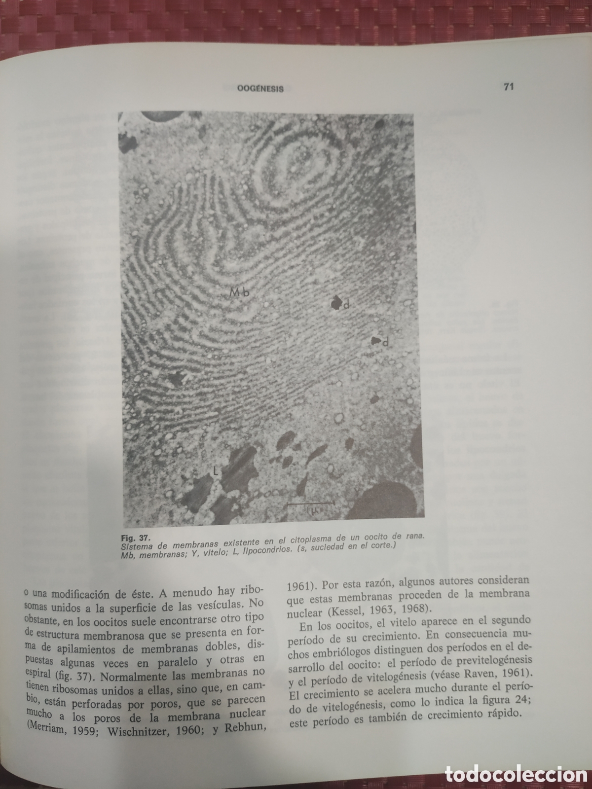 Libros: Introducci&oacute;n a la embriolog&iacute;a - Foto 3