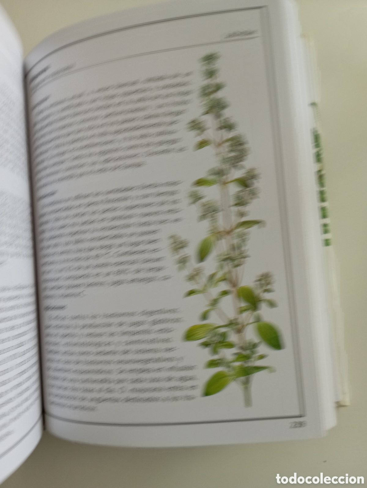 Libros: Plantas medicinales - Foto 3