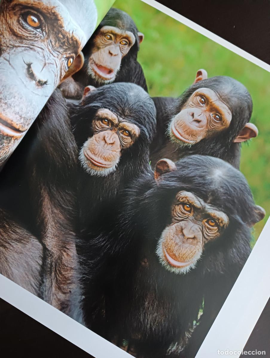 Libros: Dedicado a los primates. Steve Bloom. - Foto 7
